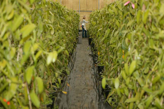 Vanilya Ağacı Türleri ve Özellikleri